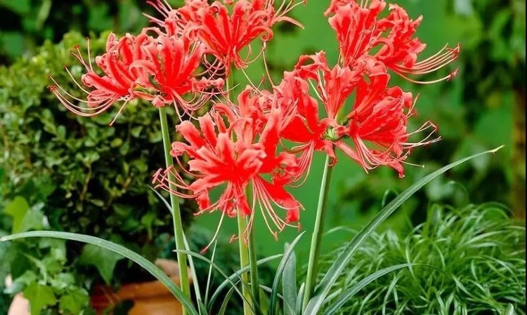 曼珠沙華，彼岸花