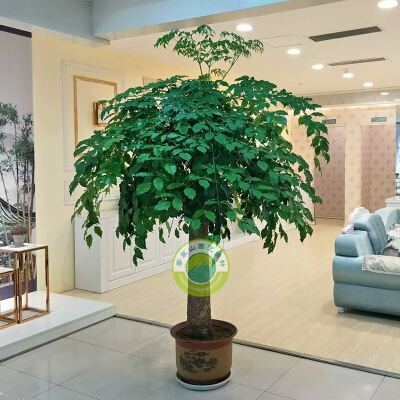 幸福樹