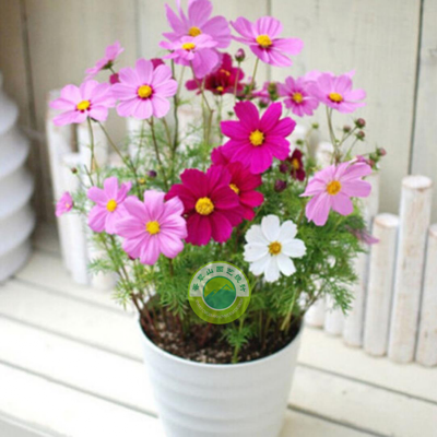 鳳仙花