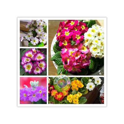 報春花