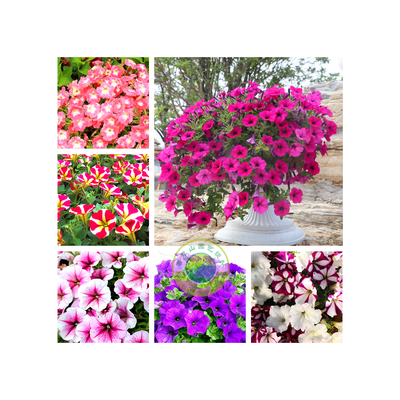 牽牛花