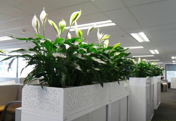 綠植租賃在養護綠植時需要注意什么？