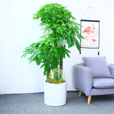 發財樹