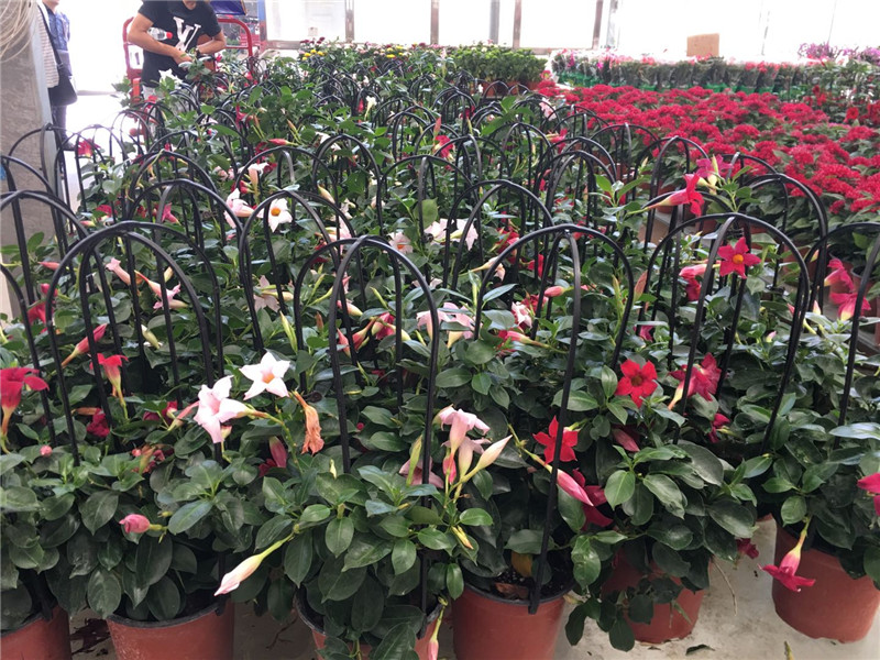 花卉綠植銷售